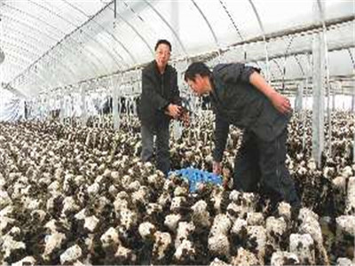 食用菌的遺傳、育種和栽培